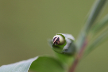 Reversed Roadside-Skipper
caterpillar in leaf shelter